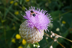Photo n°15 de Australopiton à Chorges (Agence de visites touristiques)