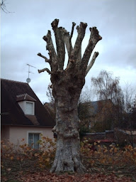 Photo n°6 de Elagueur RL à Cheptainville (Service d'élagage)