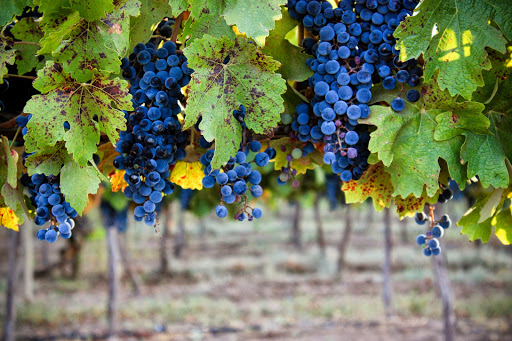 Bodegas Cantamora - Visual