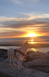 Photo n°19 de Le Coquelicot à Armentières (Chambre d'hôtes)