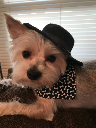 The Dirty Dog Grooming Salon & Doggie Daycare - United States
