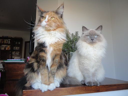 I GATTI DI GIULIA - allevamenti Main Coon, Siberiani Pontedera - Thumbnail