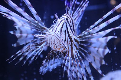 Blue Zoo Aquarium Oklahoma City