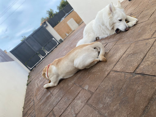 Hotel para perros La guardería de Vero