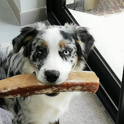 Photo n°18 de DOMAINE ANDILLY Élevage Canin Sparkling River à Andilly-en-Bassigny (Éleveur de chiens)