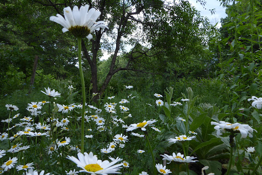 Klimagarten Dietenbach Park - Thumbnail