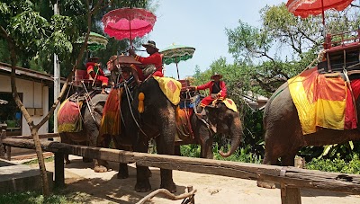 Chang Puak Camp Damnoensaduak ปางช างเผ อกดำเน นสะดวก Amphoe Damnoen Saduak Ratchaburi 66 32 245 799