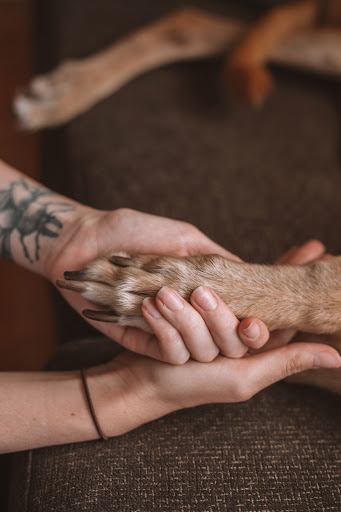 Petguard Travelling Vet Nurse - Thumbnail