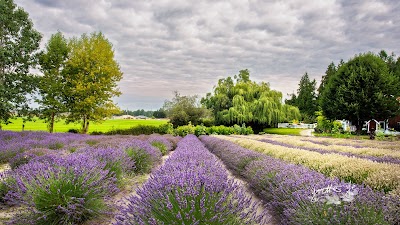 Purple Haze Organic Lavender Farm