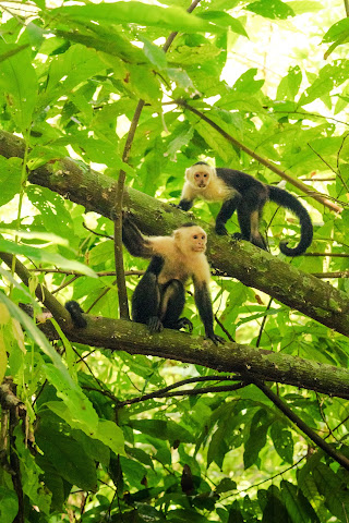 Barú lodge & Tours by null