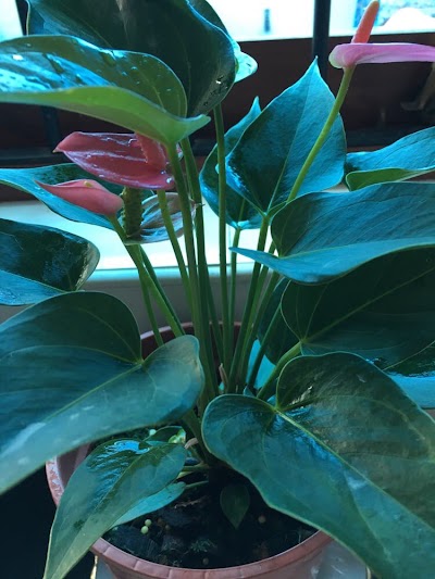 Photos of Lassana Flora