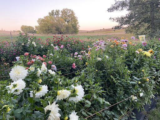 Furrow Flower Farm LLC - Thumbnail