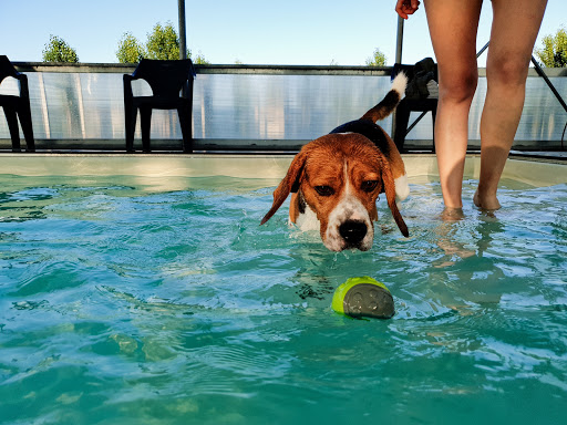 Wellness Dog - Visual