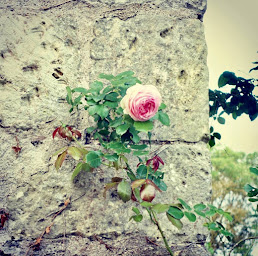 Photo n°12 de Prieuré de Lavaray à Fondettes (Lieu de mariage)