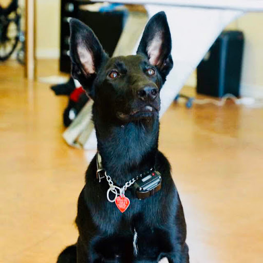 Trinity Pet Clinic - Thumbnail