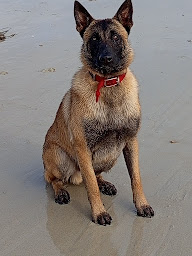 Photo n°18 de D Armor et d Argoat à Lanhouarneau (Pension pour chiens)