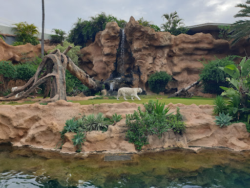 Tiger Island - Thumbnail