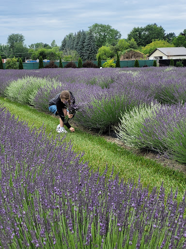 Indigo Lavender Farms - Thumbnail