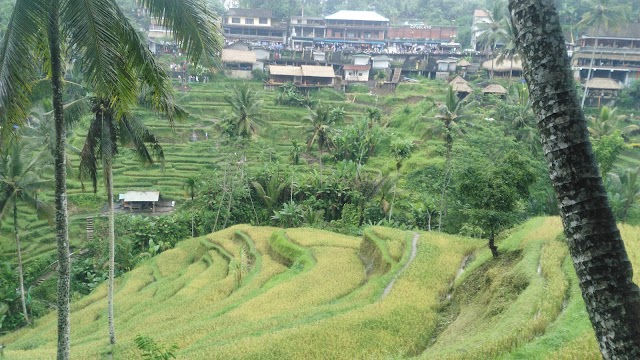 rice terrace