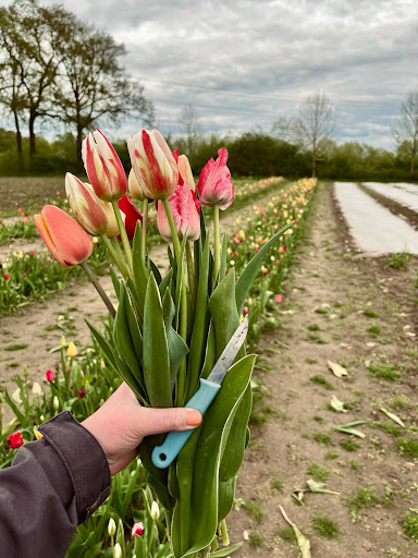 Blumen von Kathi - Thumbnail