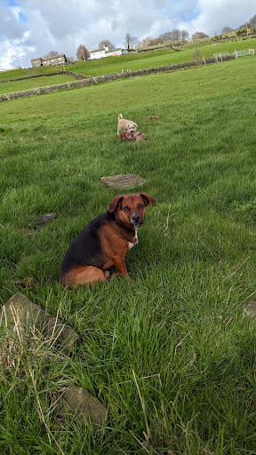 West Mount Vets - Mytholmroyd - Thumbnail