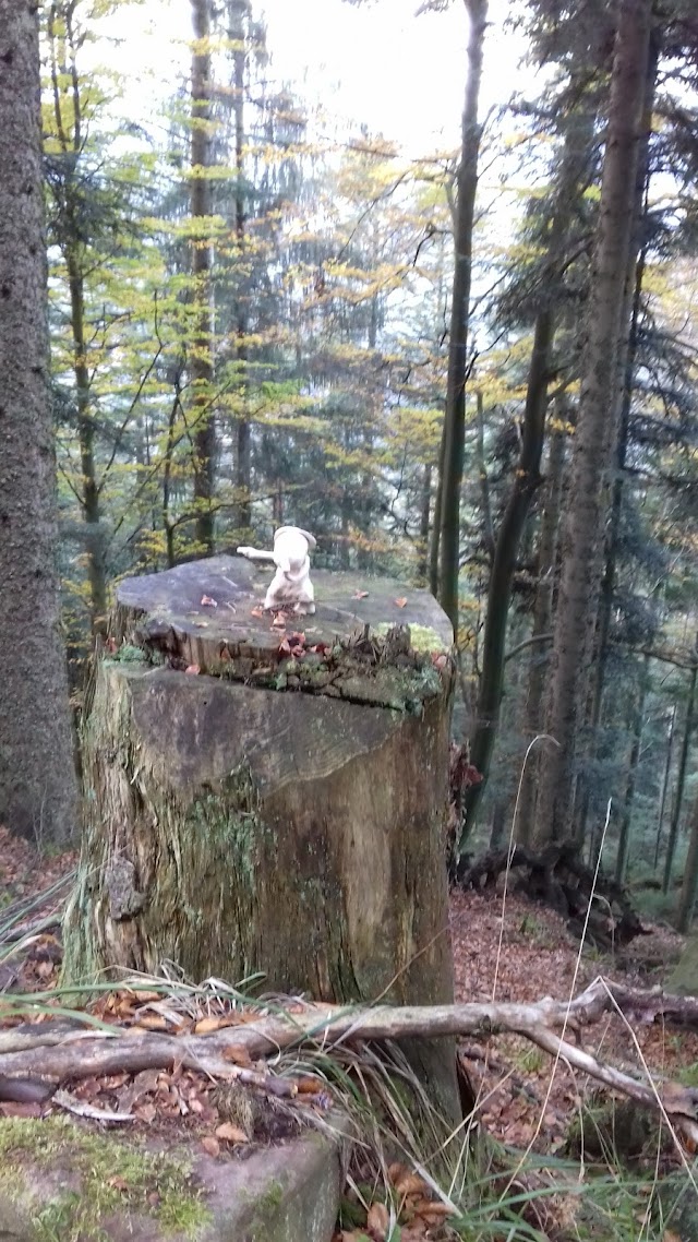 Sentier du Château de Salm