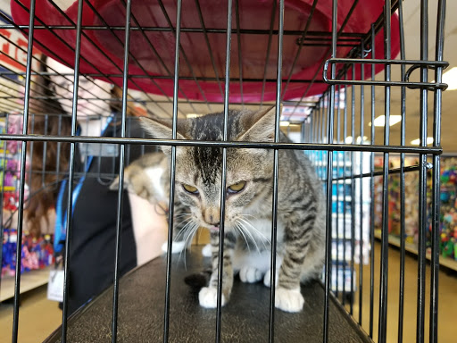Petsense - Visual