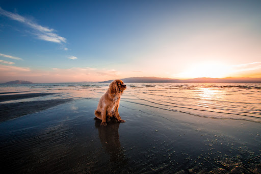 Shoreline Pets, LLC