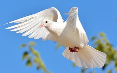 A Sign Of Peace White Dove Releases