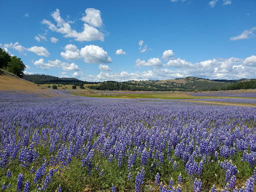 Old Salmon Falls Assembly Area Gallery - United States