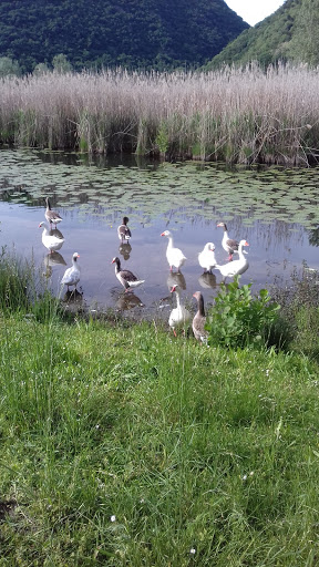 Ciclo-pedonale del Lago del Segrino - Thumbnail