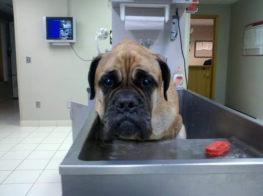 Delano Veterinary Clinic - Thumbnail