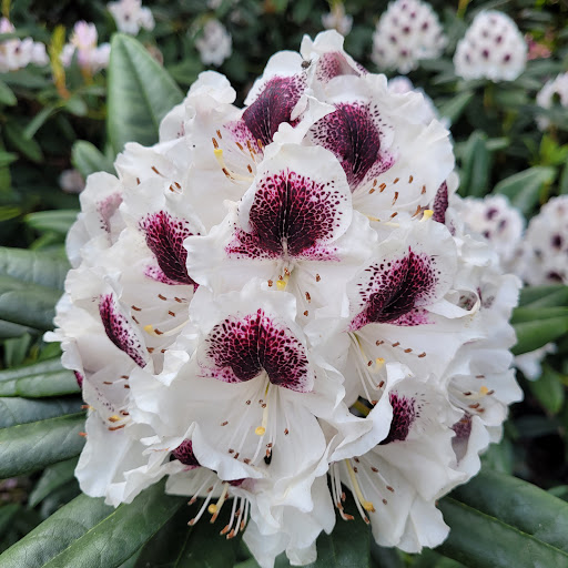 Rhododendrongarten - Thumbnail