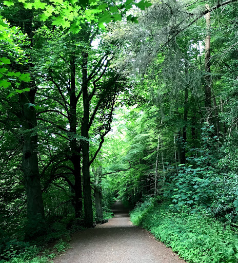 Mountsandel Wood