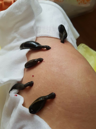 Olive Tree Oliwia Pawlęga - Terapia Psychosomatyczna, Neurokinezjologia