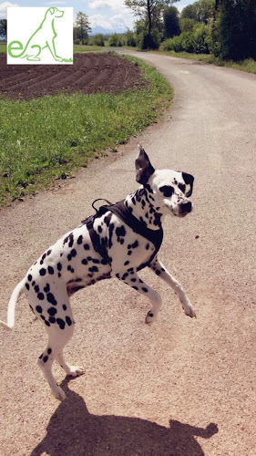 Hundeschule und Tierbetreuung, Katzen, Vögel, Nager, Pflanzen