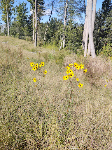 Pine Fork Park - Visual