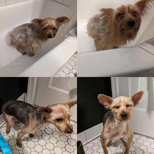 Jurassic Bark Pet Care, LLC - Thumbnail
