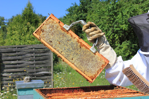 Miel d'Armentières en Brie, Apiculteur - Thumbnail