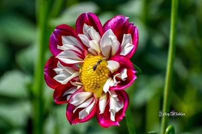 Dancing Dahlias Flowers and Farm