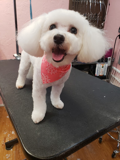 The Rustic Pup - Visual