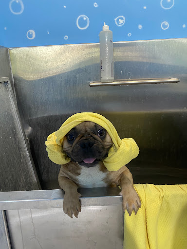 happy paws mty