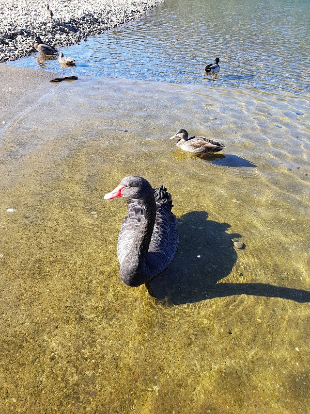 Lake Rotoiti