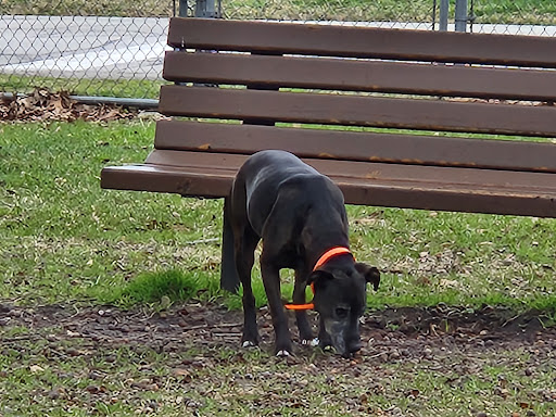 Dog Park (Monk Mallard Park) - Thumbnail