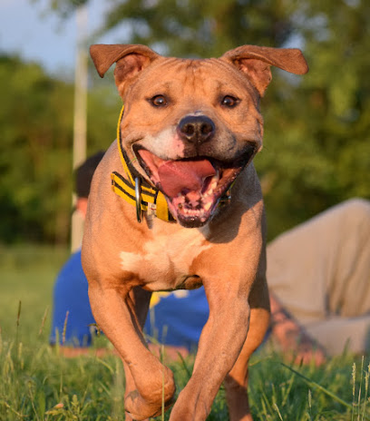 Gruppo Cinofilo Verona Romano Sparapan - Pescantina