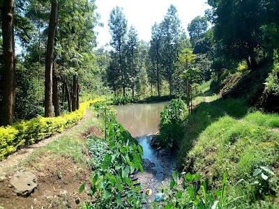 Photos of Kerugoya Urban Forest
