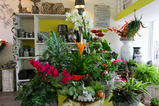Kayla's Bloemenhofje - Thumbnail