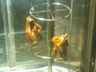 Photos of THE CHICKEN JOINT NIAMEY