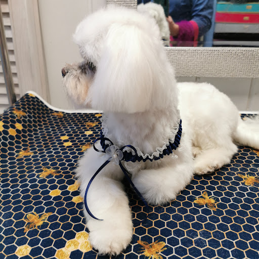 Fryzjer dla psów i kotów - STUDIO PUPIL