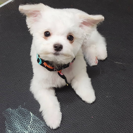 Dirty Dog Rehab Pet Salon & Spa - Thumbnail
